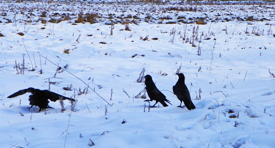 Three Ravens in snow